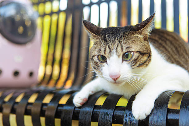 The little cat on the park chair