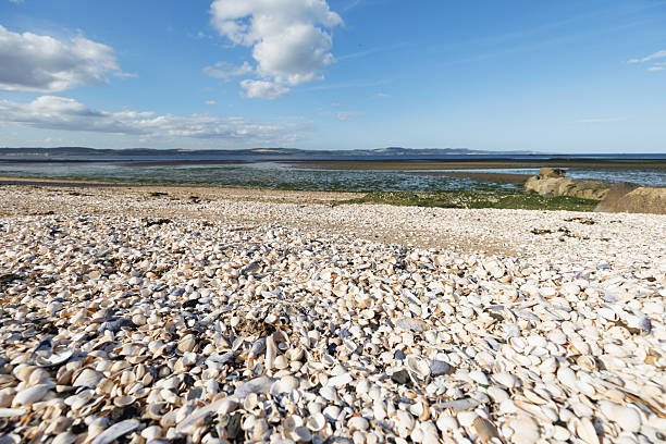 Wide view of a beach covered in seashells along the coast with blue skies and distant land.