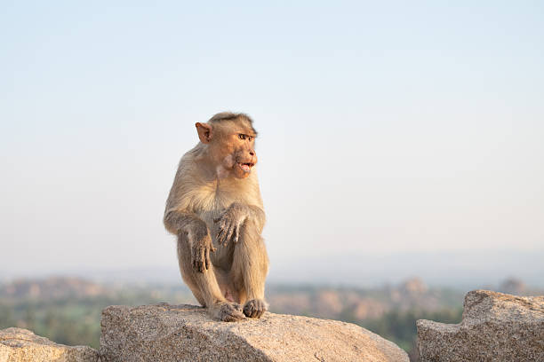 istock Barbary macaque ape, rhesus monkey sitting on a rock, wildlife and environment in India, jungle and rainforest animal at boulder in Hampi 2235537101