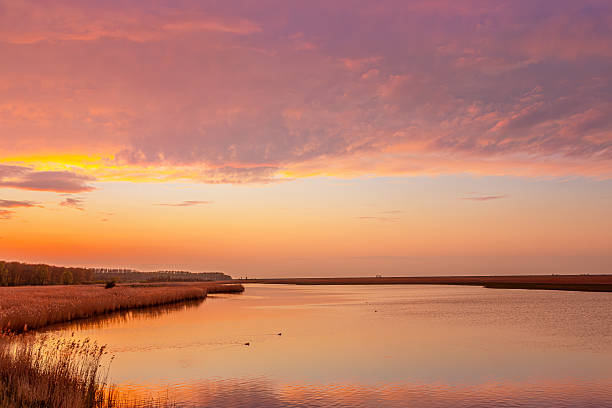 A spectacular sunset paints the sky in brilliant pink, orange, and yellow hues above a tranquil Dutch wetland where reeds line the water's edge and the dramatic colors reflect perfectly in the still surface.