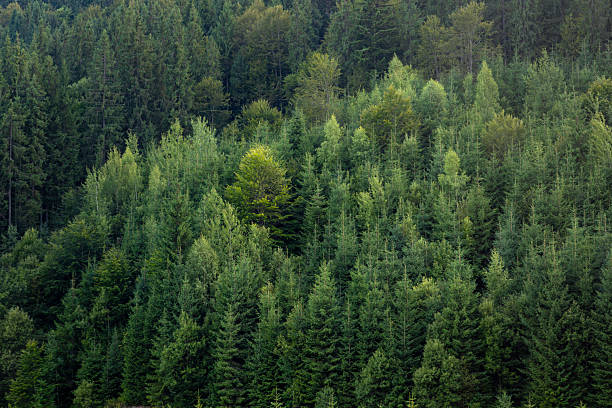A dense mix of spruce and leafy trees covers the hillside in soft evening light. Clean natural backdrop, harmony and eco mood with no people.