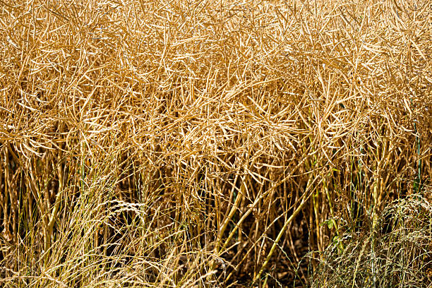 Pods of mature, ripe rapeseed canola, or colza plant ready for harvest to be used as green energy in oil industry on farm field.