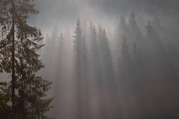 A foggy mountain forest with gentle sun rays creating a cozy and mysterious natural atmosphere.