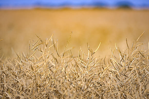 Pods of mature, ripe rapeseed canola, or colza plant ready for harvest to be used as green energy in oil industry on farm field.