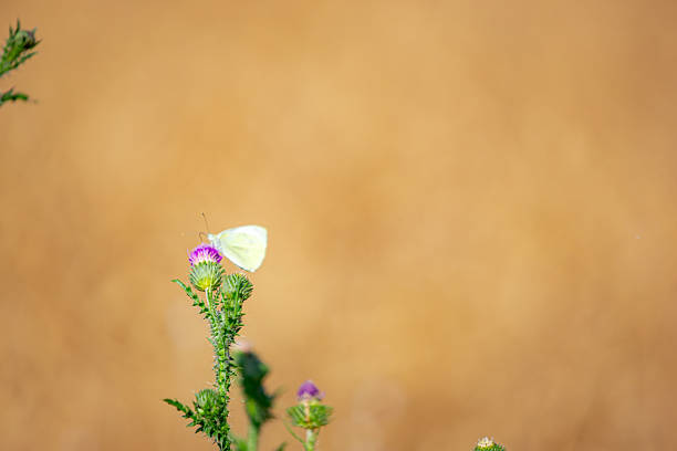 Butterfly at blooming wildflowers named Onopordum acanthium, thistle plant or Prickly thistle, growing in field with pods of mature, ripe rapeseed canola.