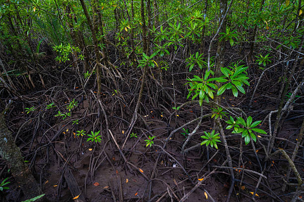 Green tropical mangrove forest ecology nature system with river nature landscape