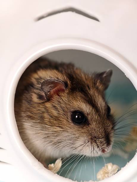 istock Animals are our younger brothers and not only 2235541308