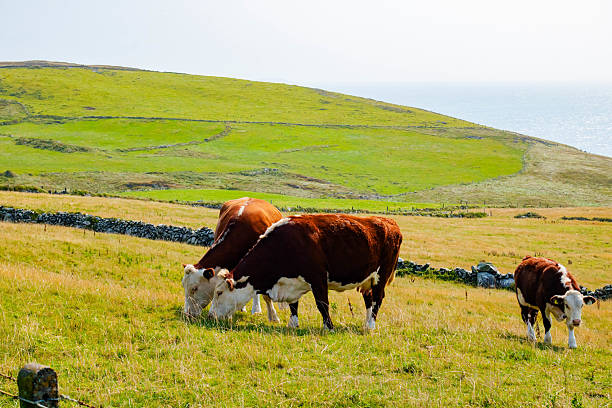 Lonely cow on a dike in the Netherlands.