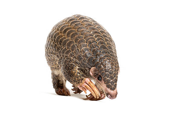 istock Pangolin walking on a white background, showing its scales and claws 2235542579