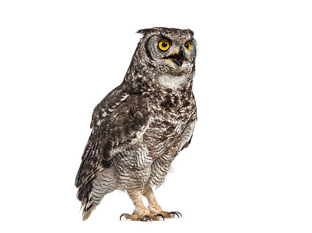 istock Verreaux's eagle-owl standing and looking up with curiosity 2235542598
