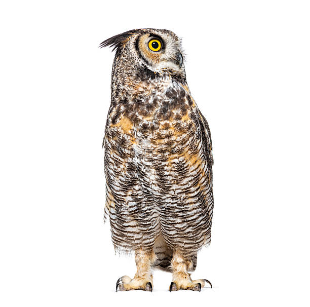 istock Great horned owl standing and looking up on white background 2235542619
