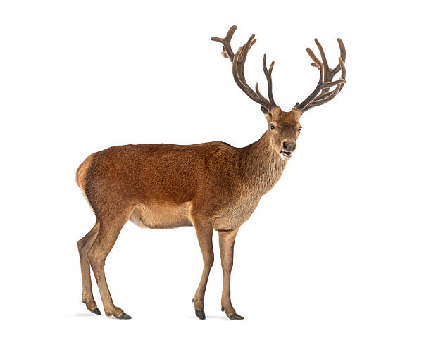 istock Majestic red deer stag standing on white background 2235542633