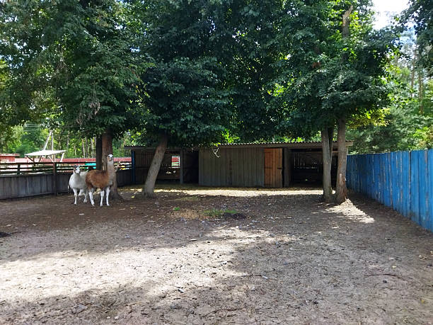 Two llamas enjoy a peaceful afternoon in a farmyard.
