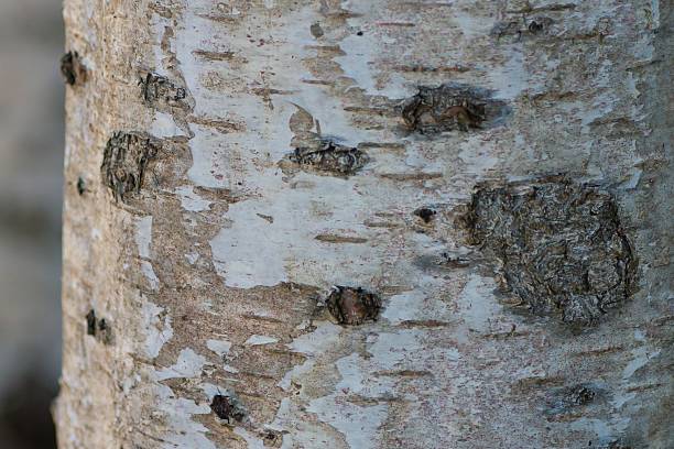Close up of birch tree bark with round markings