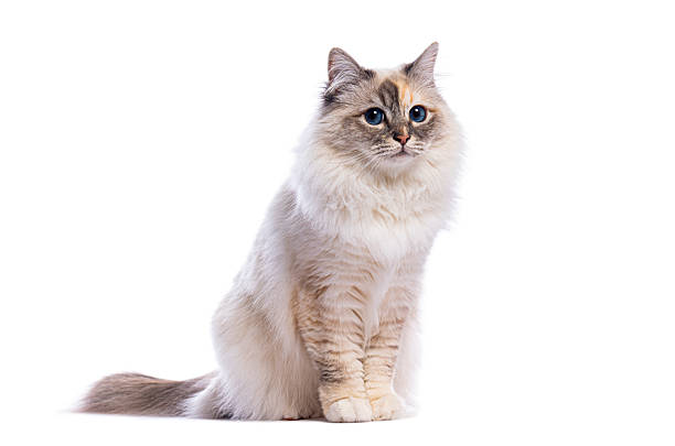 istock Adorable birman cat sitting and looking away on white background 2235542817