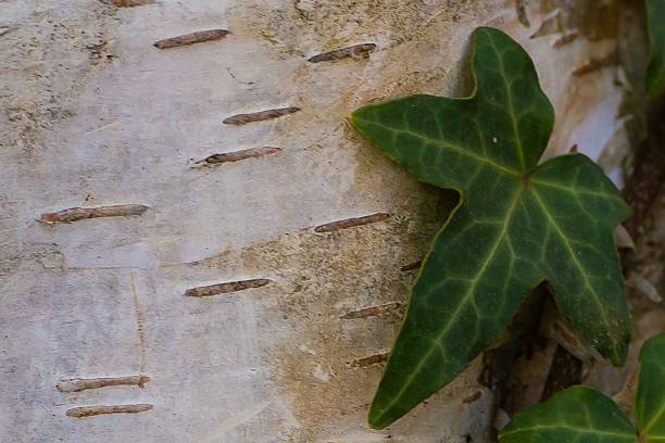 istock Close up of birch tree bark with parallel patterns and an ivy leave 2235542875