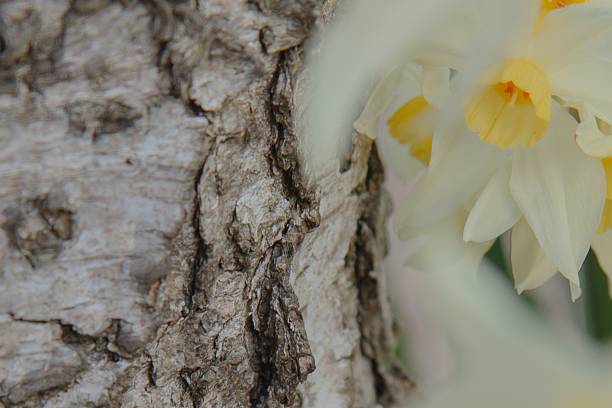 Close up of cracked birch tree bark with jonquills