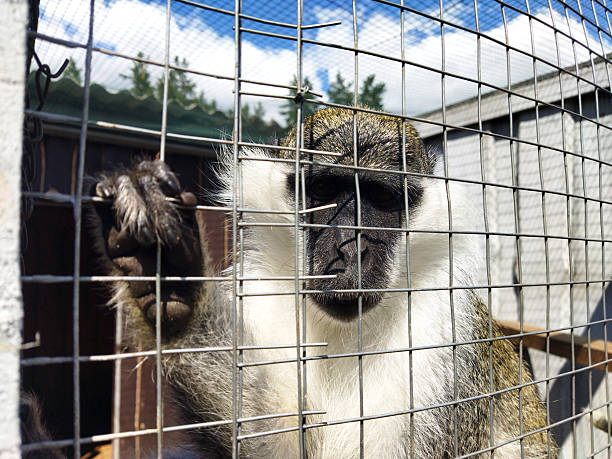 istock Monkey behind a cage at an animal sanctuary in daytime 2235542890