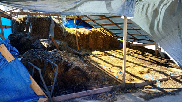istock Hay storage area under a shelter during sunny daytime 2235542904