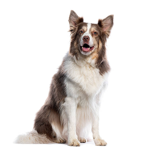 istock Border collie sitting and looking at camera, isolated on white 2235543112