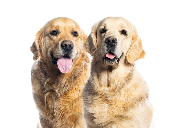 istock Two golden retrievers panting and looking at the camera 2235543295