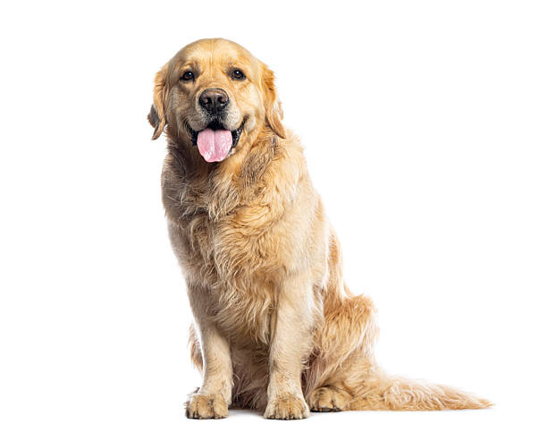 istock Golden retriever sitting and panting on white background 2235543308