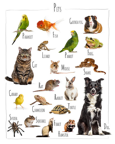istock Large collection of pets posing together on white background 2235543311