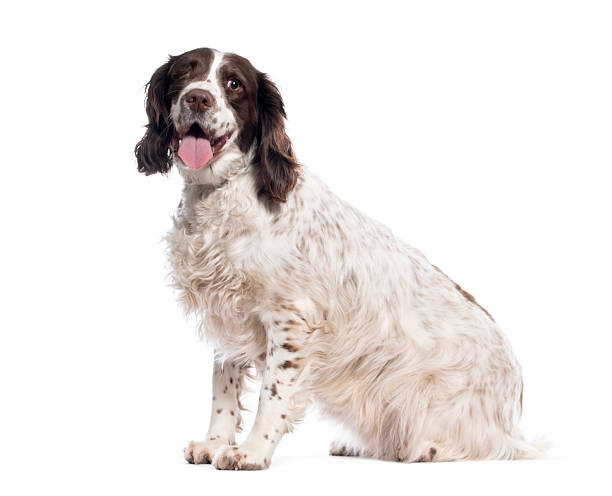istock English springer spaniel sitting and panting on white background 2235543322