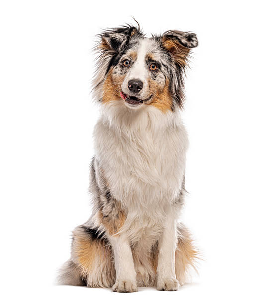 istock Australian shepherd dog sitting and looking at camera 2235543427