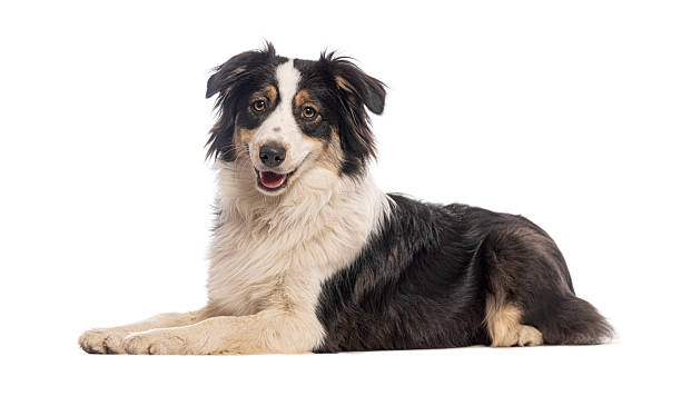 istock Australian shepherd dog lying down and looking at camera 2235543505