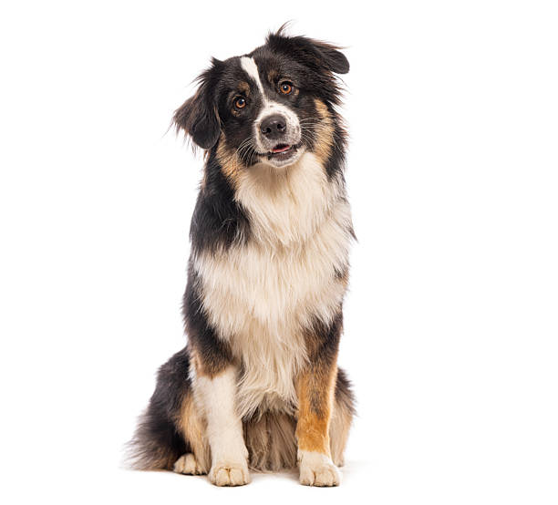 istock Australian shepherd dog sitting and looking at camera 2235543528