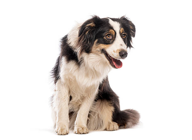 istock Border collie sitting and looking away on white background 2235543544