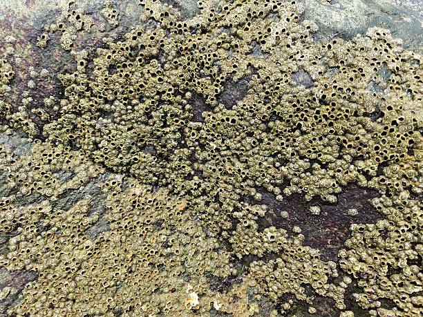 istock Sea shell Fossils in the rocky surface 2235543545