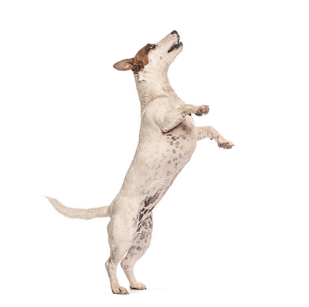 istock Jack russell terrier standing on hind legs, looking up 2235543574