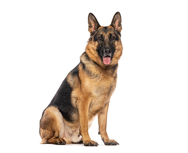 istock German shepherd dog sitting and looking at camera 2235543665