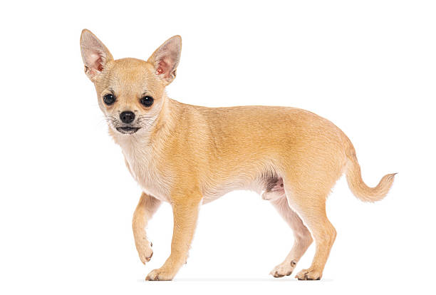 istock Small chihuahua dog walking on white background 2235543689