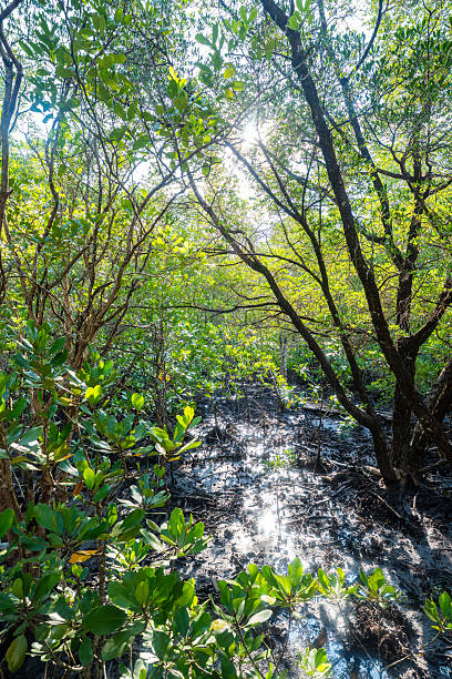 istock Green tropical mangrove forest ecology nature system with river 2235543742