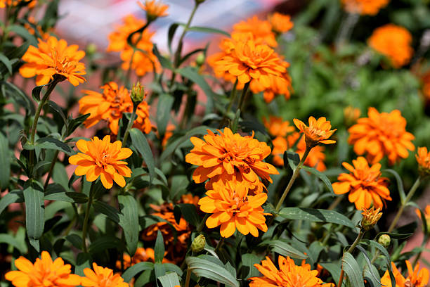 Zinnia is a genus of about 20 species of annual plants of daisy family. Zinnia has a bright, solitary, daisy-like flower-head on a single, erect stem and bloom in a wide variety of colors with large, mixed flowers.