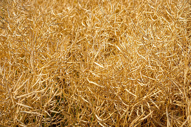istock Rapeseed field, mature canola pods 2235544527