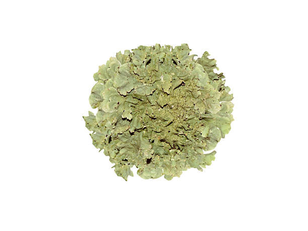 istock Parmotrema perlatum or powdered ruffle lichen 2235545604
