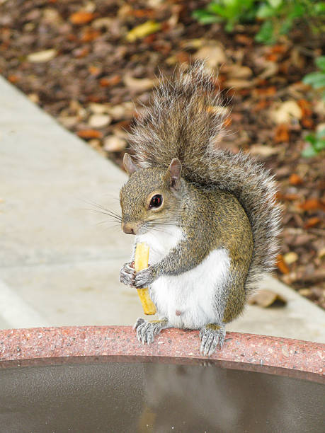 istock A squirrel enjoys a french fry snack while perched on a fountain 2235547744