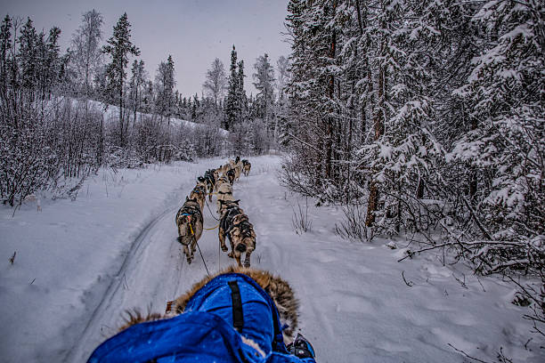 Dog sledding in Yellowknife, passing through beautiful snowy landscapes.