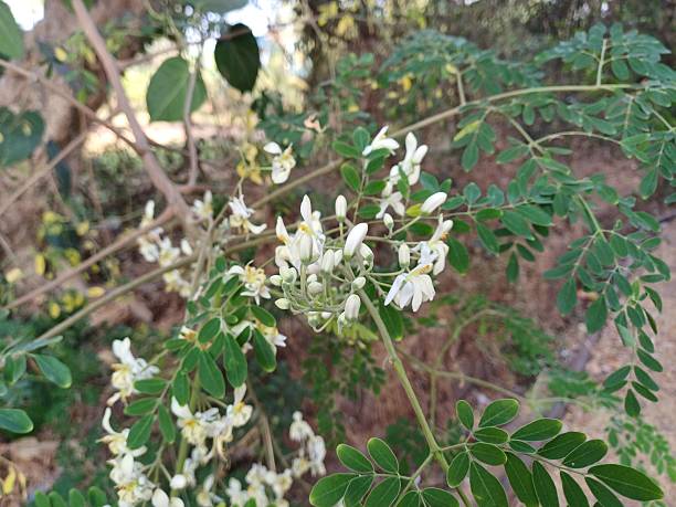 istock Moringa flowers, Moringa flowers in spring. 2235548811