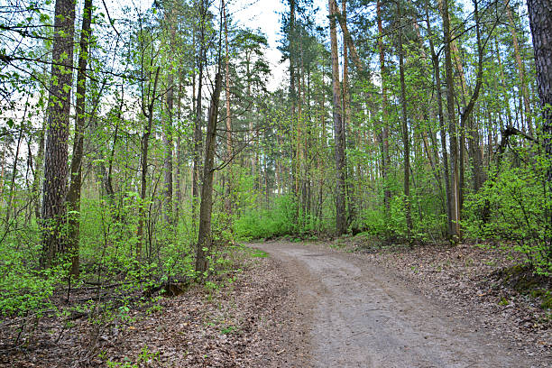 istock Forest Path A Dirt Road through a Lush Green Woodland 2235549131