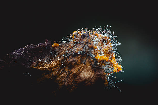 istock Yellow and white mold growing on rotten fruit skin 2235549409