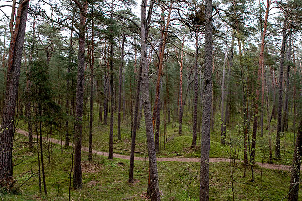 Scenic landscape of a pine forest with winding walking paths in a peaceful nature park during overcast weather. Tranquil woodland scene showcasing tall pine trees, natural trails, and moody cloudy skies, perfect for themes of nature, hiking, outdoor adventure, and calm forest environments. High quality photo