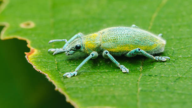 istock Gold-dust weevil perched on vibrant green leaf 2235549465