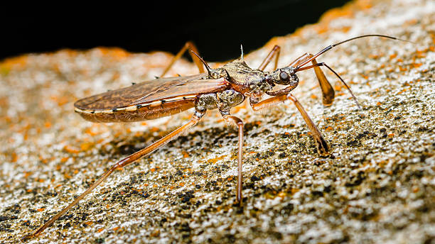 istock Assassin bug walking on a rock: reduviidae insect exploring nature 2235549484