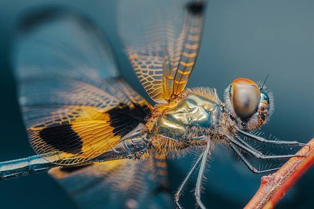 istock Dragonfly resting on a branch with translucent wings 2235549990