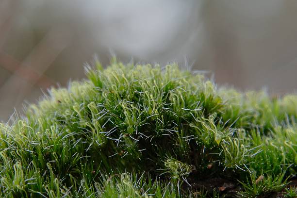 Close up of green/white moss with white background